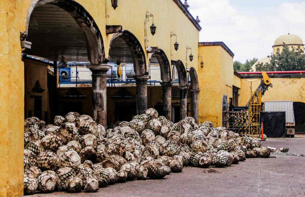 Agave davanti alla distilleria di Jalisco.
