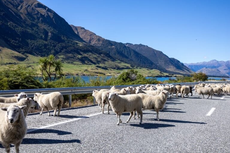 norme di guida in NZ