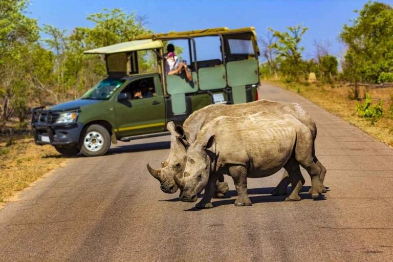 Safari nel Parco Nazionale Kruger - Rinoceronti bianchi