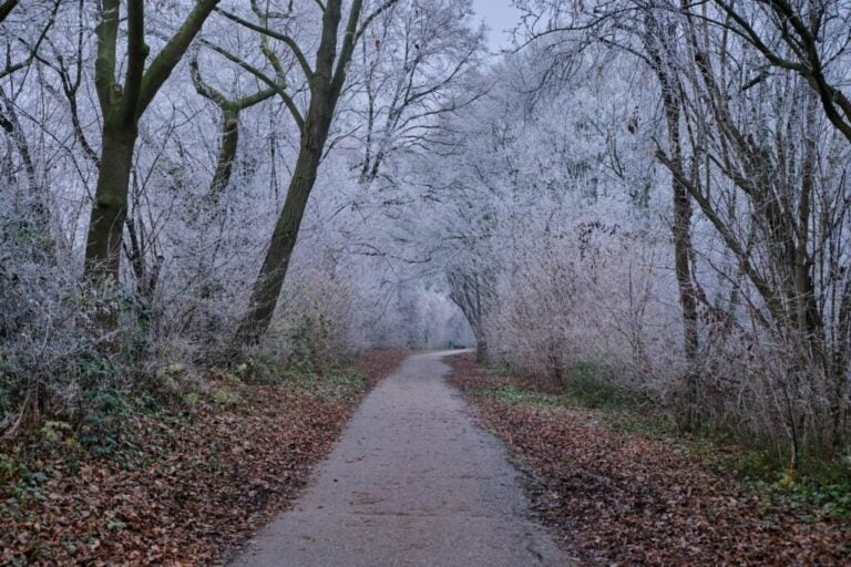 Sentiero tra alberi spogli.