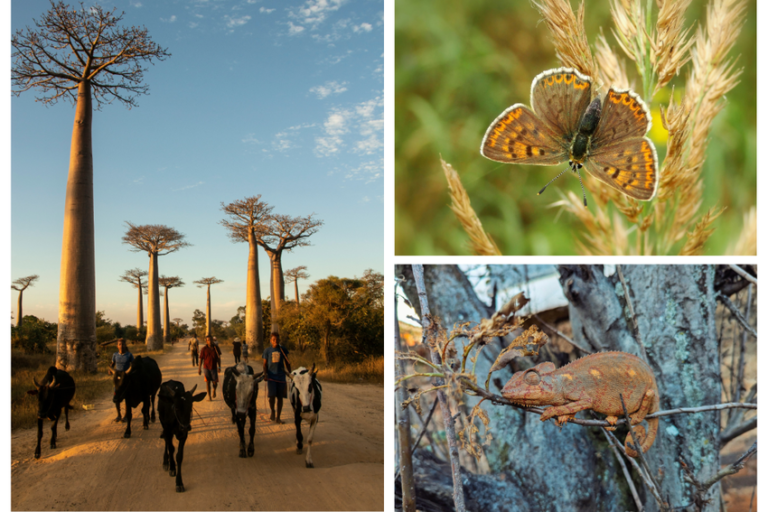 Immagini dei tipi di volontariato in Madagascar.