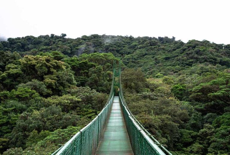 Foresta pluviale di Monteverde, Costa Rica: giungla nebbiosa, deserta, con un ponte sospeso a catena che attraversa la foresta pluviale umida e bagnata