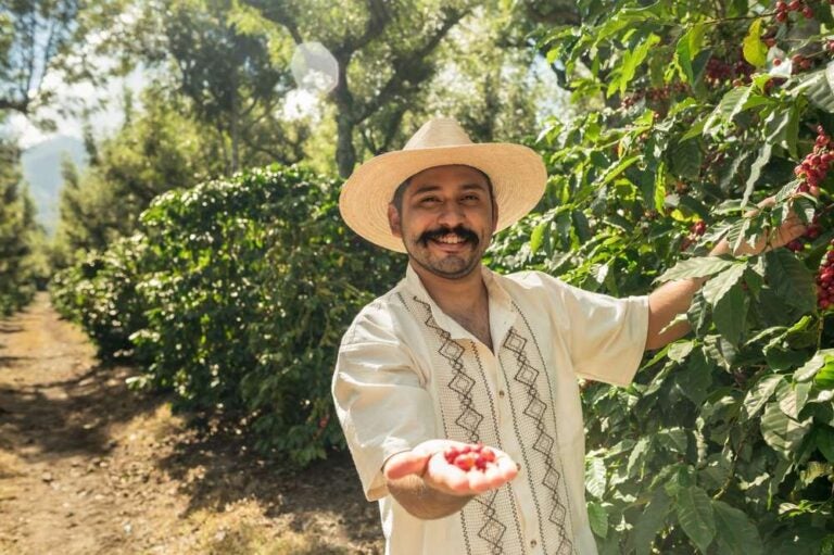 Un contadino felice che mostra i suoi chicchi di caffè Arabica appena raccolti.