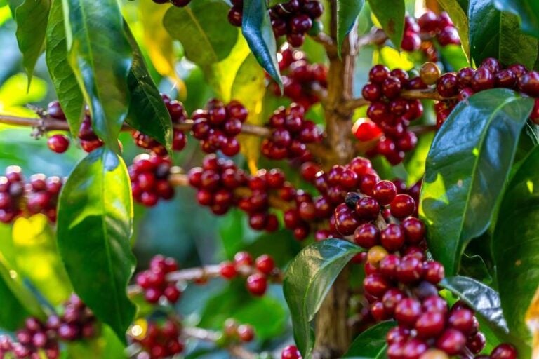 Primo piano della raccolta manuale dei chicchi di caffè rosso di alta qualità in Costa Rica