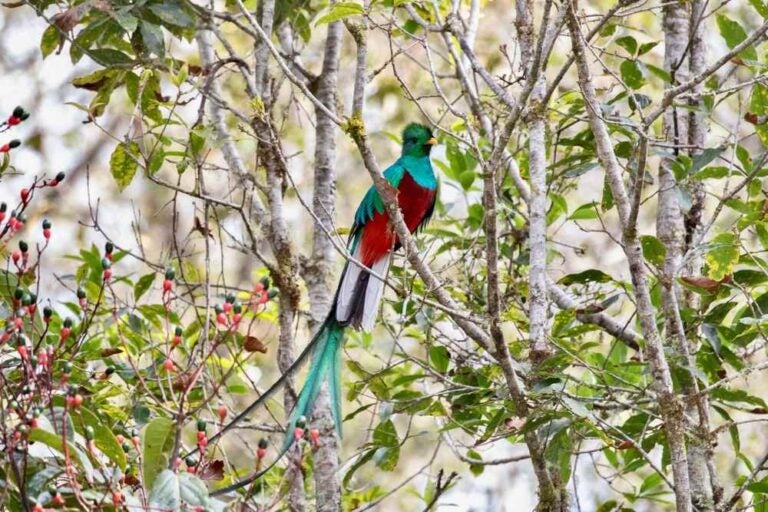 Resplendent Quetzal (Pharomachrus mocinno) male resting in a tree