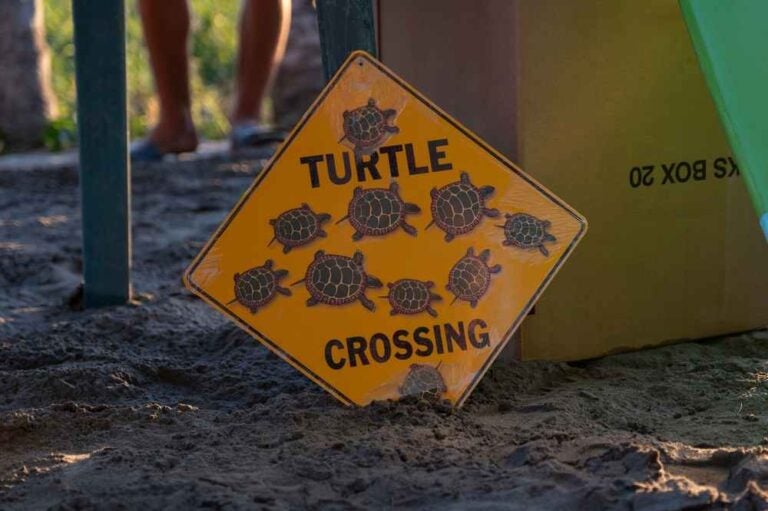 Segnale di avvertimento giallo con l'immagine di tartarughe che attraversano la spiaggia insieme ai loro piccoli.