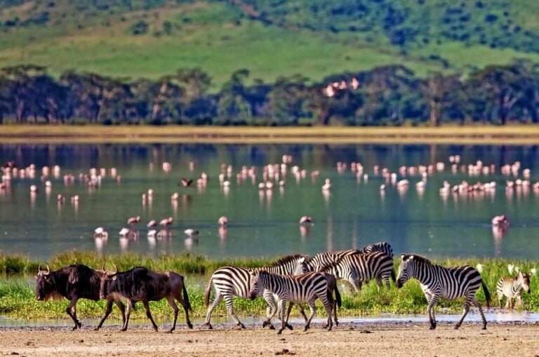 Zebre e ñätho che camminano lungo la riva del lago nel cratere di Ngorongoro, in Tanzania.