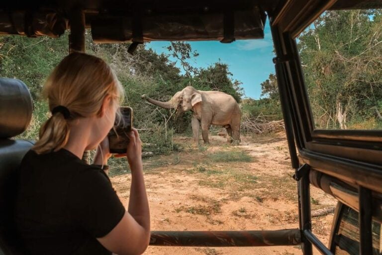 Avvistamento di elefanti durante un safari in Tanzania.