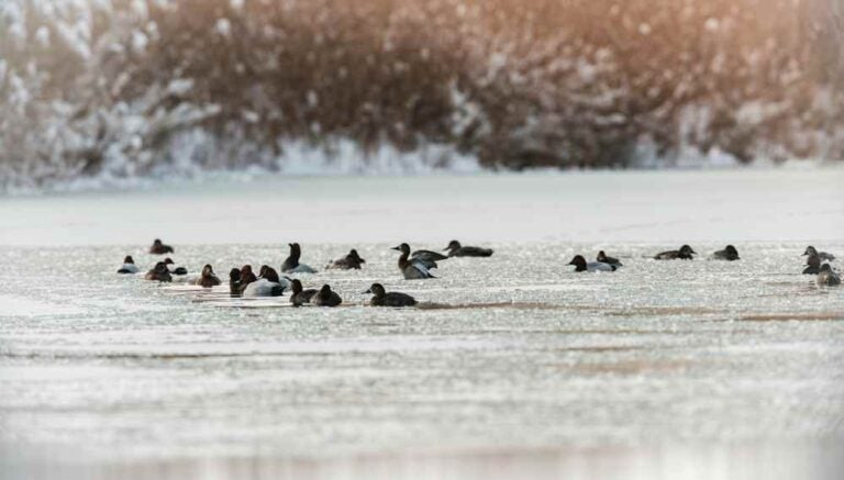 Nel cuore di Bucarest, uccelli di varie specie nuotano con grazia sulle acque ghiacciate del Parco Naturale di Văcărești.