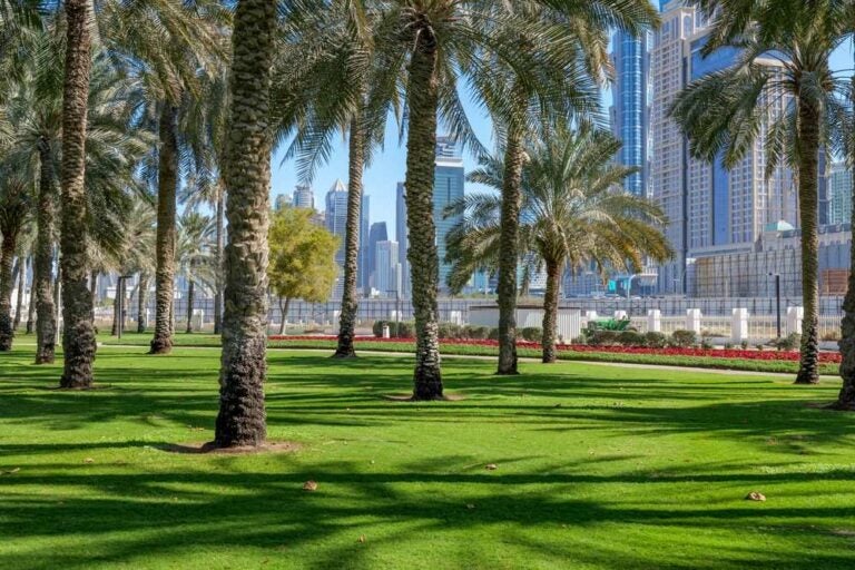 Parco von prato verde e palme al centro di Dubai.