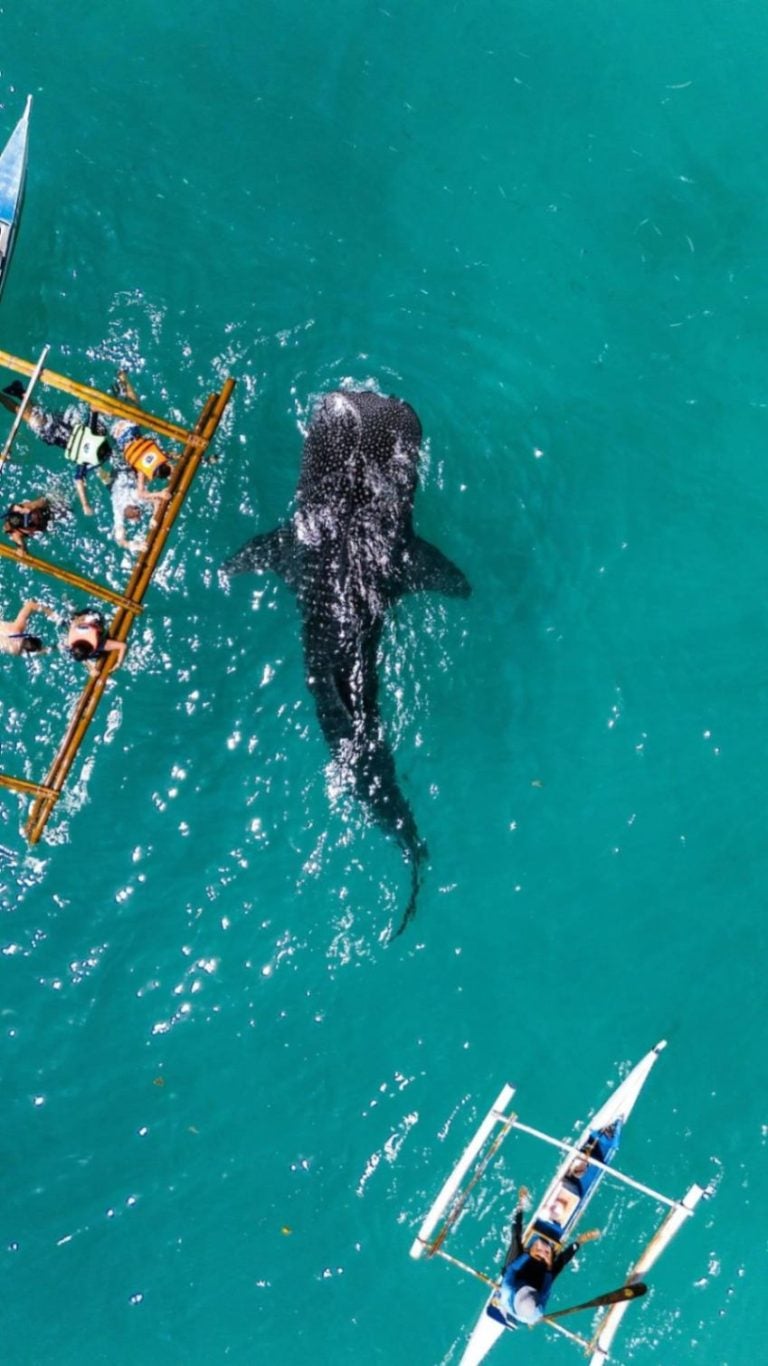 세부 오슬롭에서 고래상어 투어를 하는 사람들