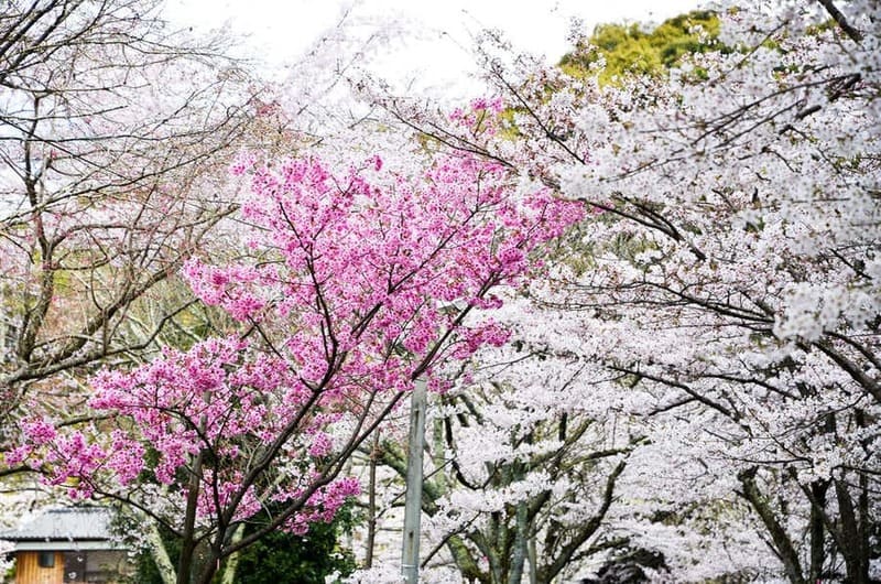 교토 철학의 길 옆에 피어 있는 벚꽃