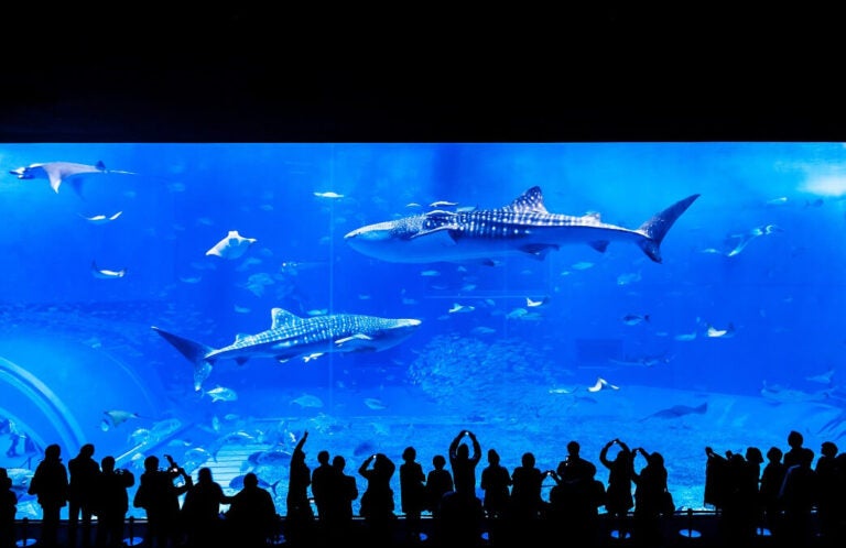 오키나와 츄라우미 수족관 내부, 고래상어 및 바닷속 풍경