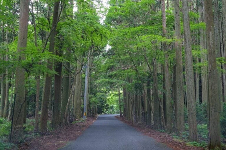 대마도의 울창한 삼나무 숲길
