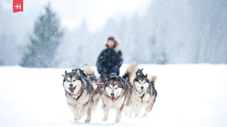 Foto van husky's en een musher als uitgelichte afbeelding voor een artikel over wintersport in Frankrijk