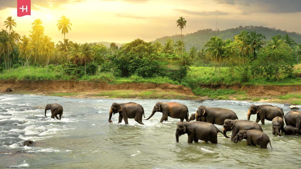 Foto van olifanten in de rivier in Sri Lanka