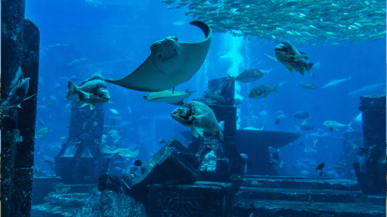 Foto van het Dubai Aquarium