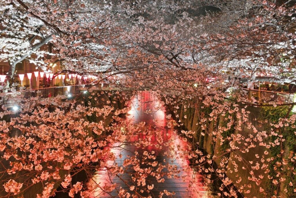 Foto van Hanami in Ueno Park