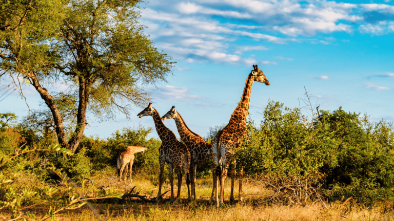 Foto van een familie giraffen in het Krugerpark in Zuid-Afrika