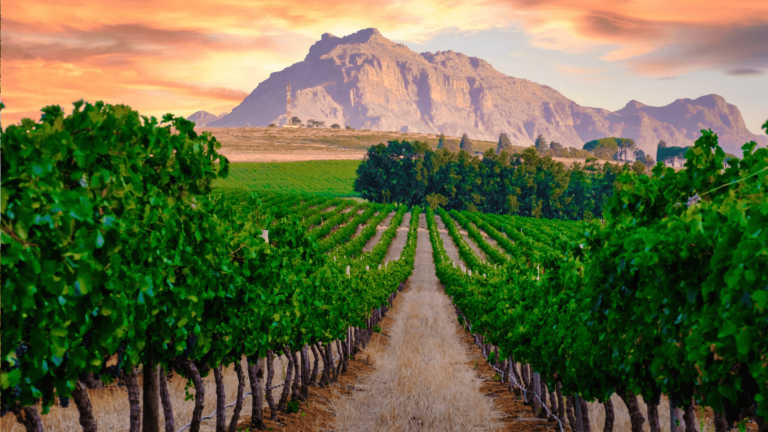 Foto van wijngaarden in Stellenbosch