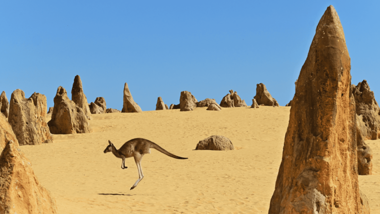 Foto van een kangoeroe in de Pinnacles Desert in Australia
