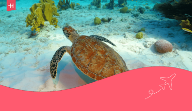 Foto van een schildpad die onder water zwemt als uitgelichte afbeelding voor een artikel over Simpel op Curaçao