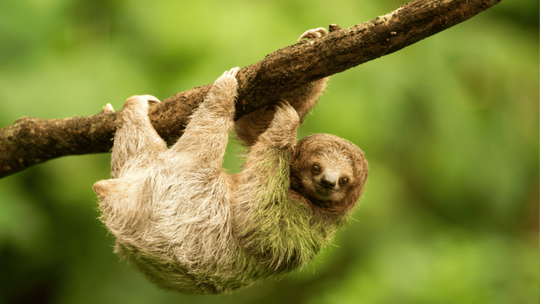 Een luiaard in het regenwoud in Costa Rica