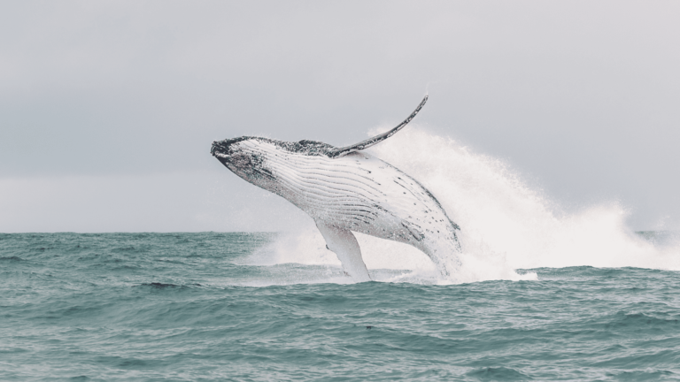 Walvis springt uit het water 