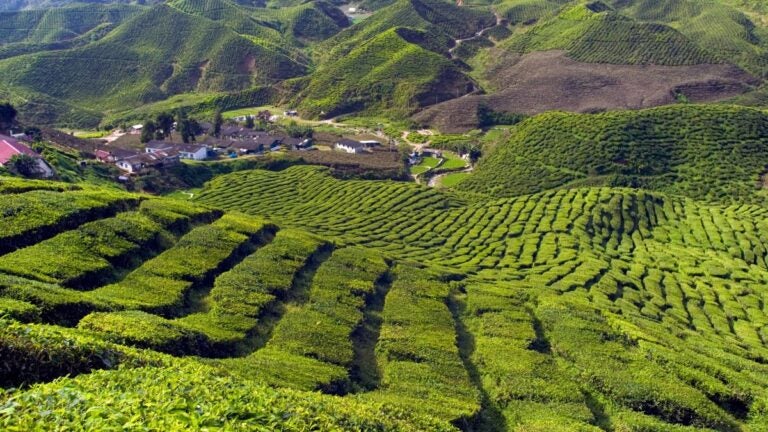 De Cameron Highlands in Maleisië