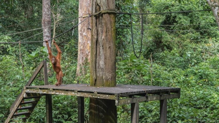 Orang-oetans in het Orangutan Centre op Borneo