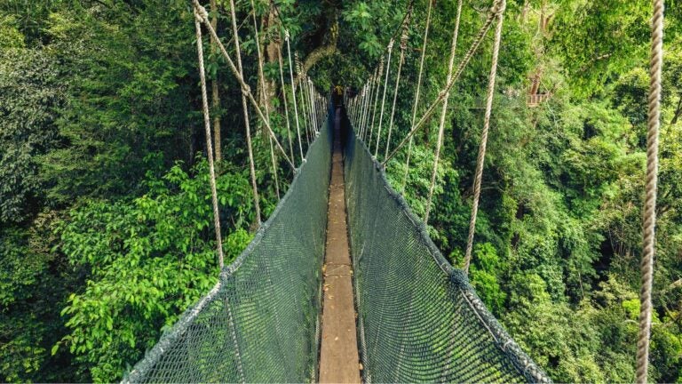 De hangbrug Taman Negara Canopy Walk Way in Maleisië