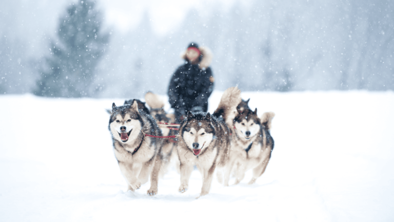 Huskytocht in Lapland