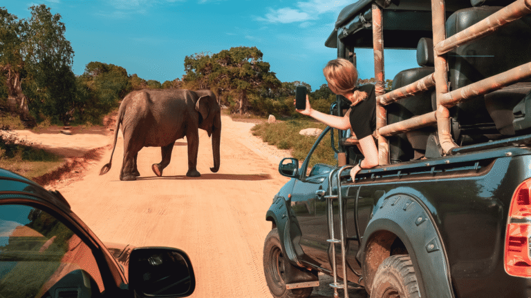 Vrouw neemt een foto van een olifant die de weg oversteekt tijdens een safari