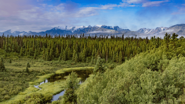 De bossen en bergen van Yukon, Canada