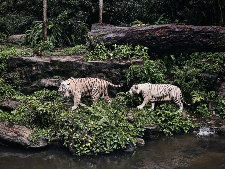 Witte tijgers in de dierentuin van Singapore