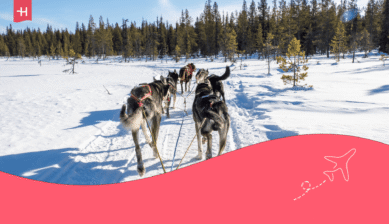 Husky's op hondensleetocht als uitgelichte afbeelding voor een artikel over een paklijst voor Lapland