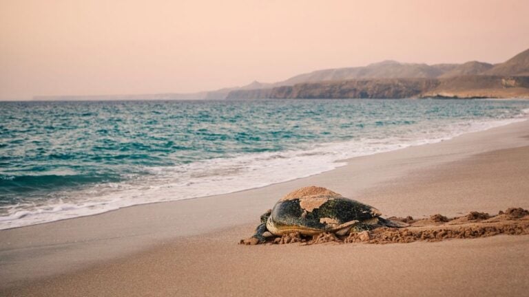 Een grote zeeschildpad op het strand van Ras Al Jinz in Oman die terugkeert naar de zee bij zonsopgang.