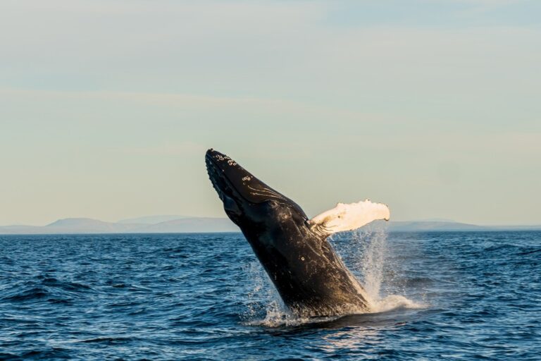 Walvis neemt een duik boven water voor de kust van IJsland