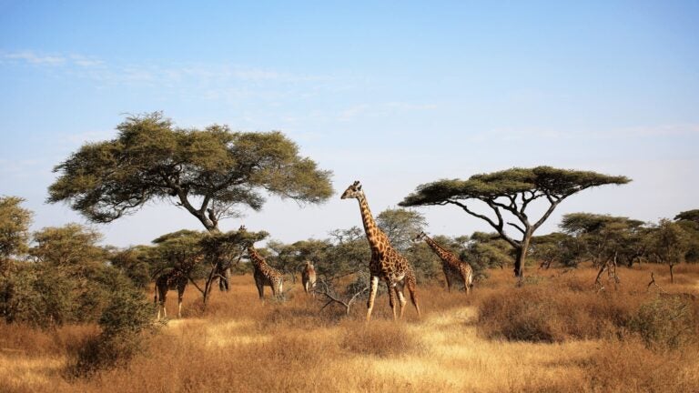 Giraffen in het wild in Namibië