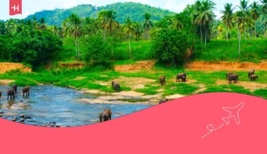 Olifanten in een rivier als uitgelichte afbeelding voor een artikel dat bespreekt of Sri Lanka veilig is