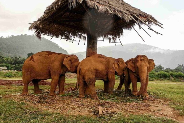 Drie olifanten staan samen onder een rieten afdak in Elephant Nature Park bij Chiang Mai, Thailand.