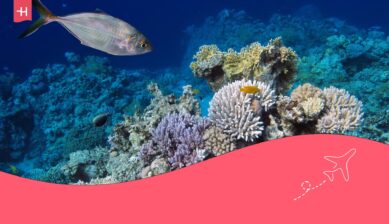 Onderwaterleven en koraal, Sharm El Sheikh als uitgelichte afbeelding voor een artikel over duiken in Egypte