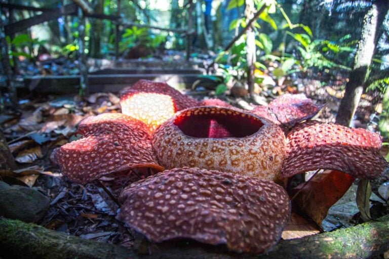 Grote rafflesia-bloem op de bosgrond in het regenwoud van Thailand