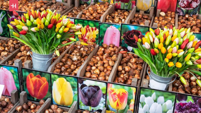 Kleurrijke tulpen en bloembollen op een markt in Amsterdam