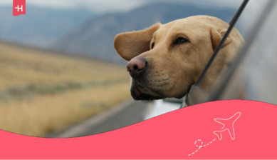 Hond mee naar Denemarken