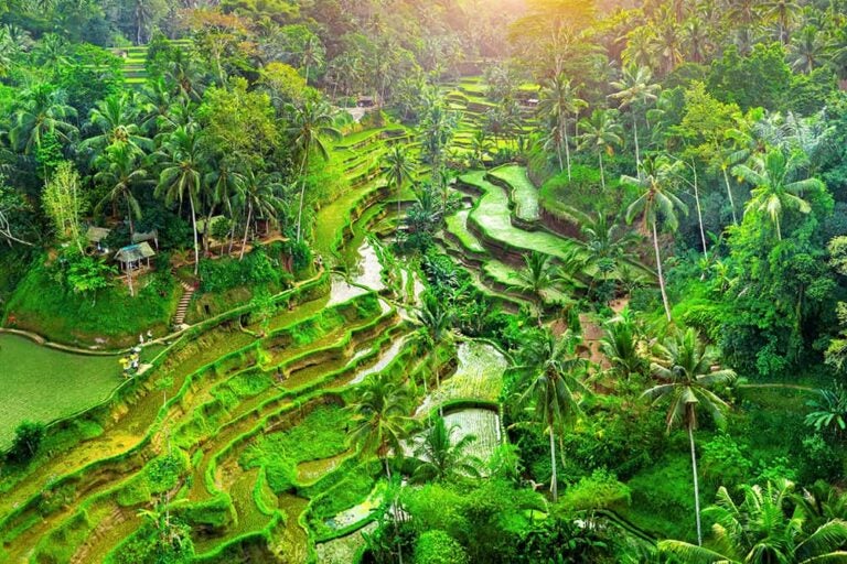 インドネシア・バリ島ウブドに広がる緑の棚田の風景