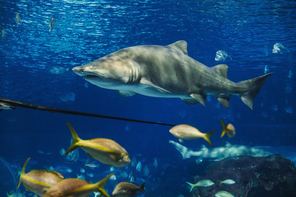 水族館の大きな水槽を泳ぐサメと周囲の色鮮やかな魚たち。青い水の中で迫力ある姿を見せている。