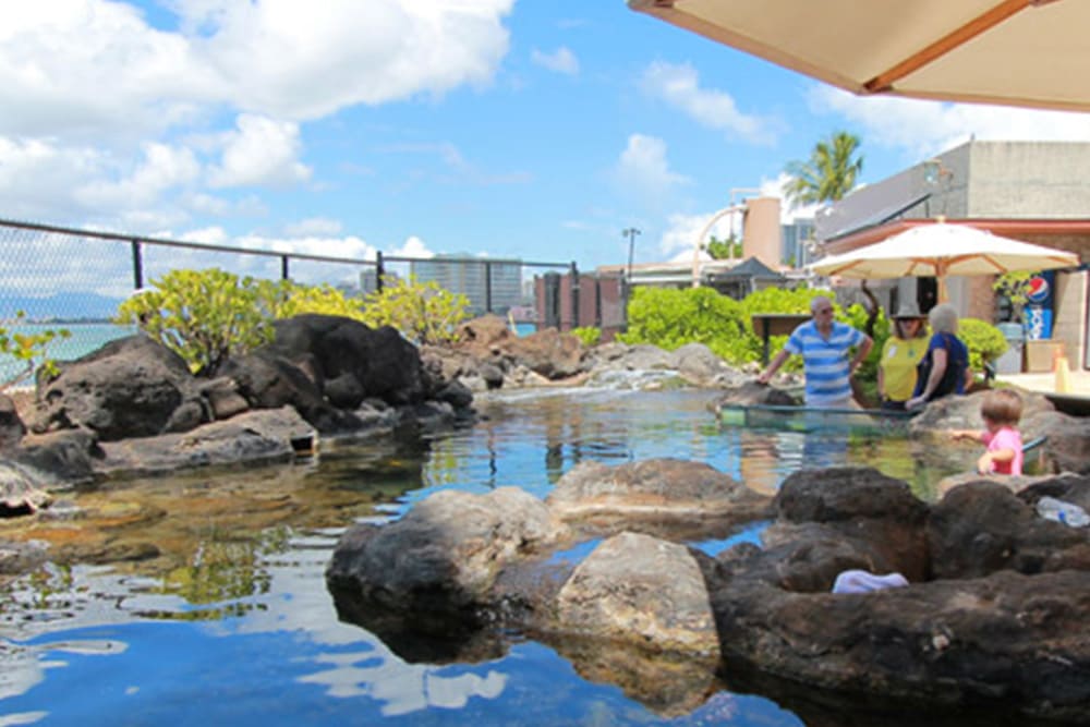 子連れハワイ旅行 ワイキキ水族館