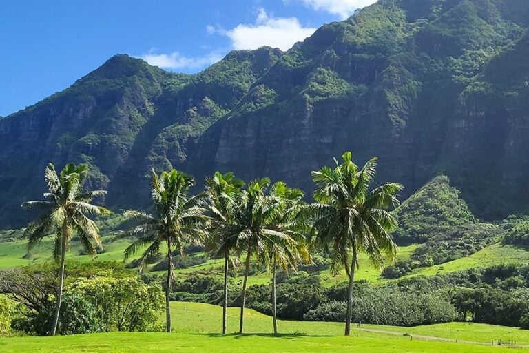 クアロアランチのヤシの木越しに広がる緑豊かな山並みとオアフ島の大自然の風景