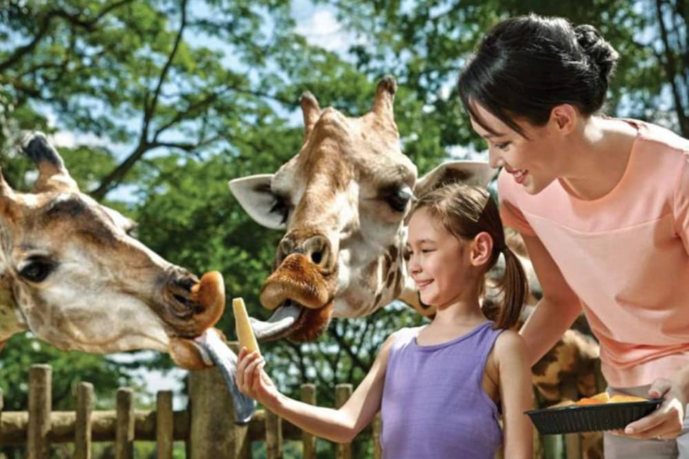 シンガポール観光地 シンガポール動物園